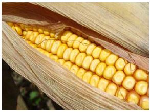 Select corn hybrids that are expected to reach physiological maturity before the average date when freeze risk is greater than 50 percent.